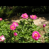 Pivoine herbacees du Japon - Paeonia lactiflora cv Neon (fam. Paeoniacees) (2)